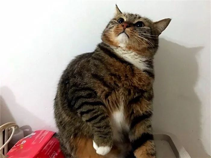 猫爪辨别猫的性格,猫咪爪垫分辨性格准确吗