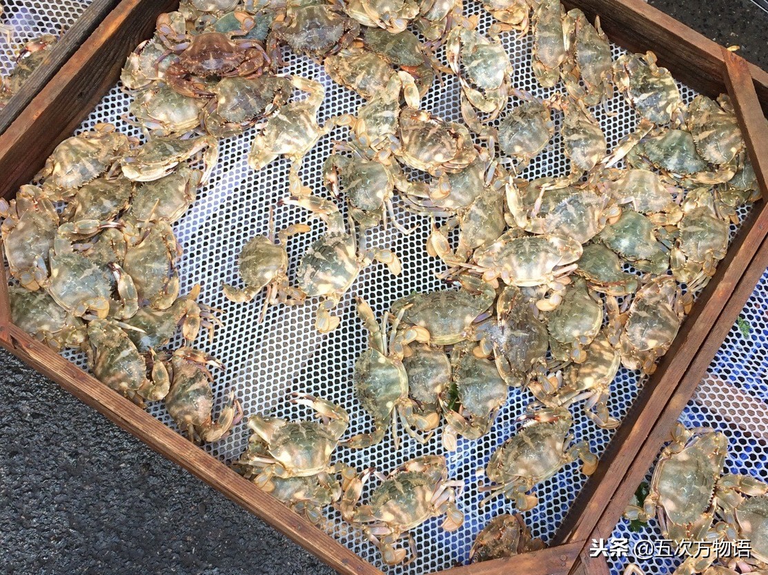 青岛市场帝王蟹种类,海鲜市场都有什么海蟹品种