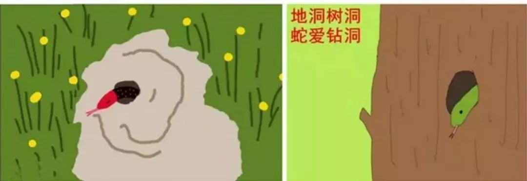 野外遇见巨型眼镜王蛇,近两米长眼镜王蛇