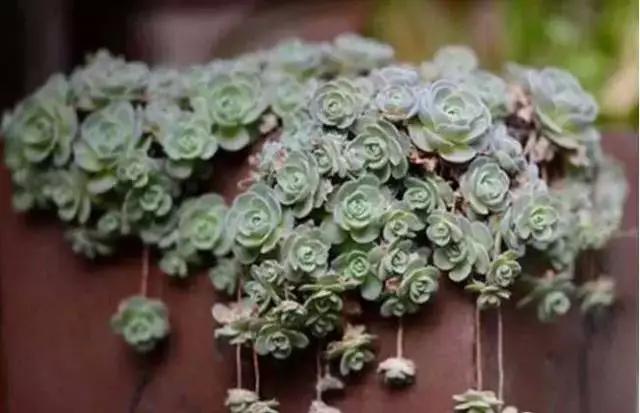 推荐轻松玩转100种常见多肉植物,700种多肉植物图鉴pdf百度云