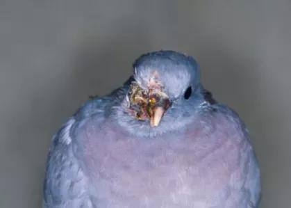 鸽子第一杀手—毛滴虫，在夏季如此猖獗，养鸽户们应该这样解决