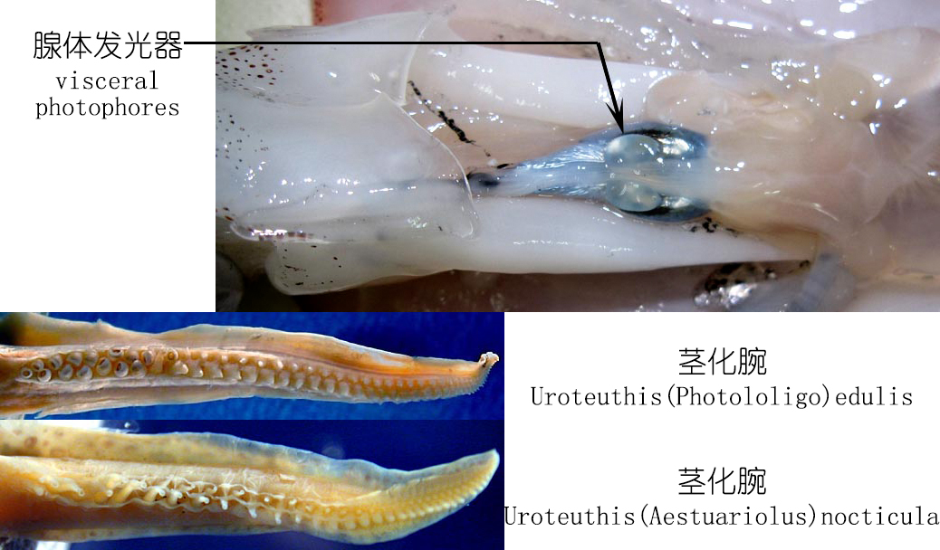 海鲜认知大全,海鲜认知大全虾