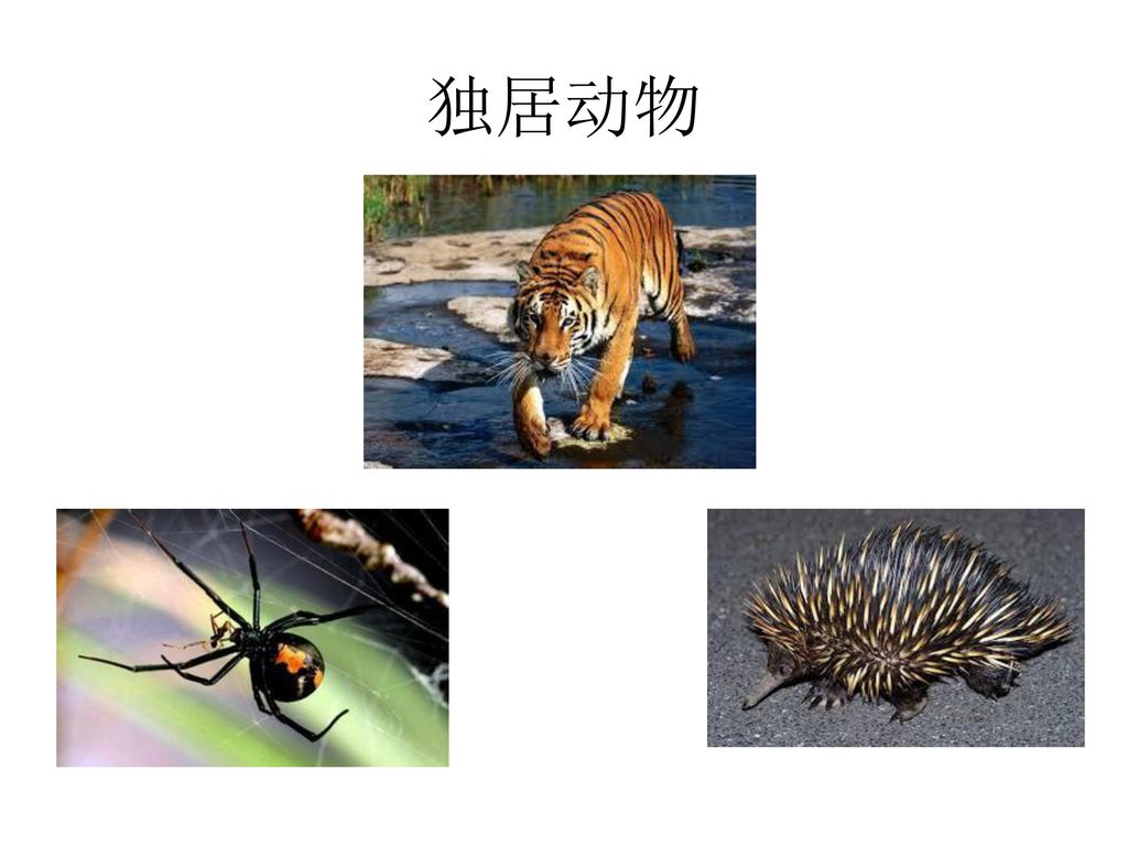 老虎的繁衍能力,老虎的繁衍模式