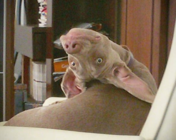 发狗狗丑照,狗狗最丑的照片和最好看的照片