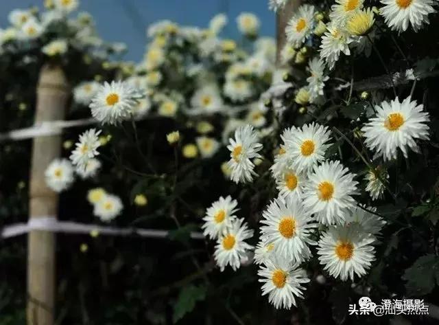 潮汕阿舅全部视频,潮汕网红澄海