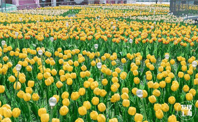 生日当天上海免费景点,上海网红打卡地点景点免费