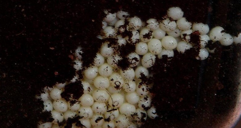 下雨后出现的大蜗牛能摸吗,雨天之后见到这种蜗牛千万不要碰