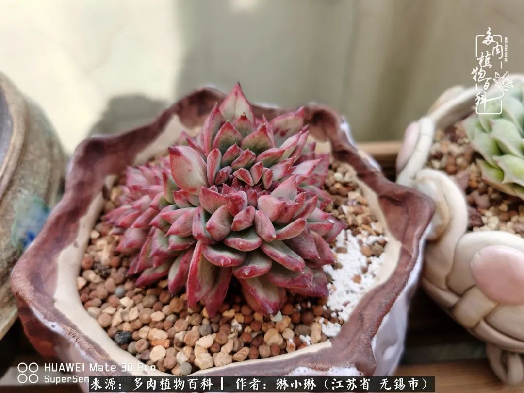 多肉变美是需要时间的,千万别辜负了多肉变美的黄金季节