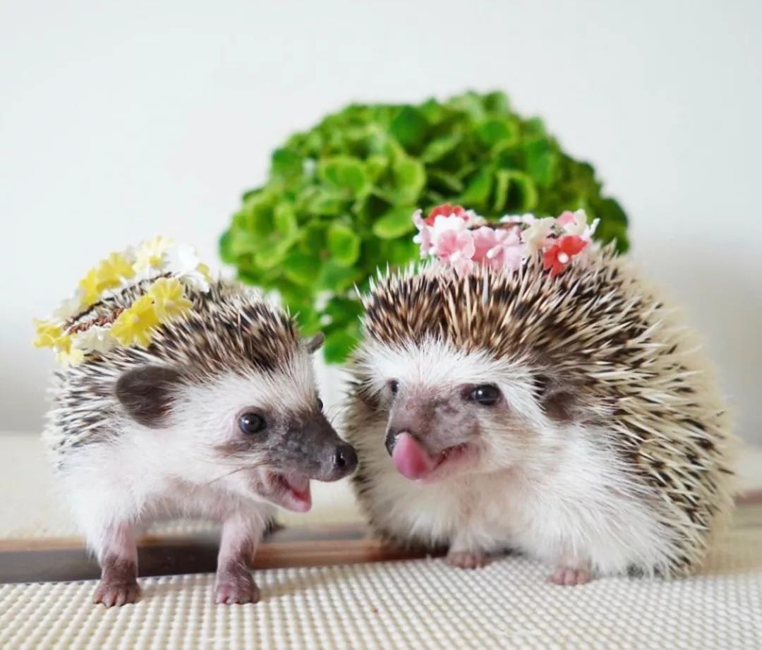 养一只戏精宠物是什么体验,养了一只小狐狸是什么体验