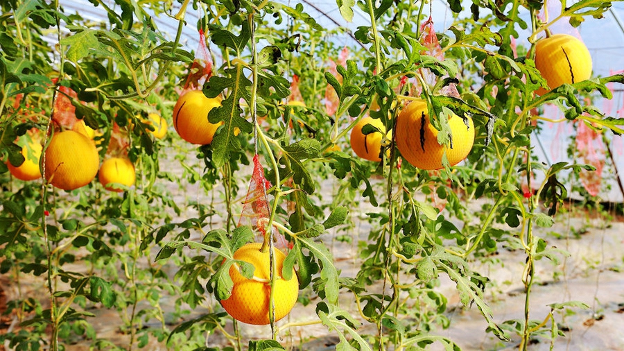 扫落叶的诗句,扫落叶优美诗句