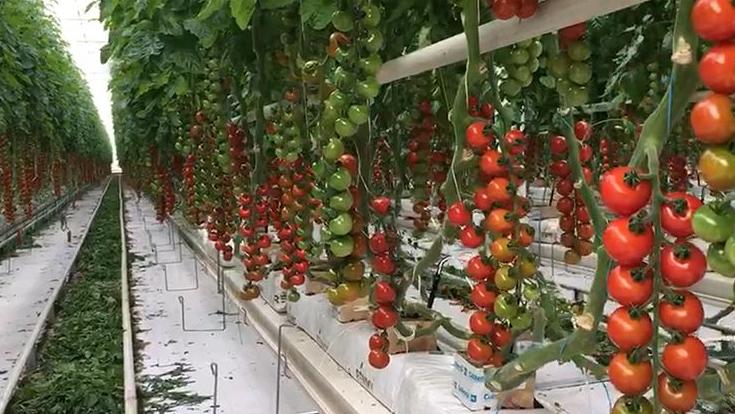 农业品牌化与农业现代化的关系,农业品牌化现状及未来发展思路