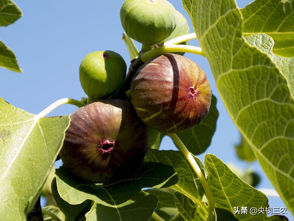 无花果有什么功效专家回答,无花果的秘密