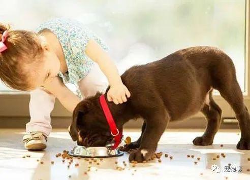 养狗人用什么狗粮最好用,养狗时间长了怎么喂