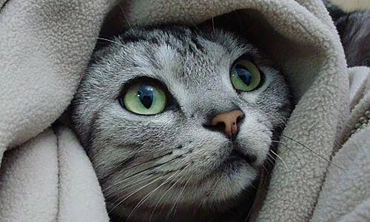 猫三联注射时要注意的事项有哪些,猫三联第三针没打需要重新注射吗