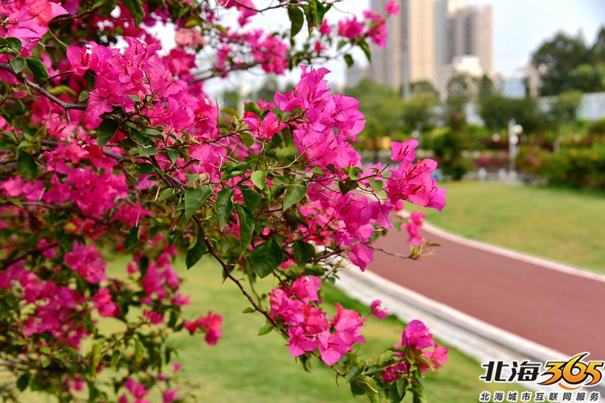 「多图」春天来了!北海街头的三角梅、黄花风铃开得好艳