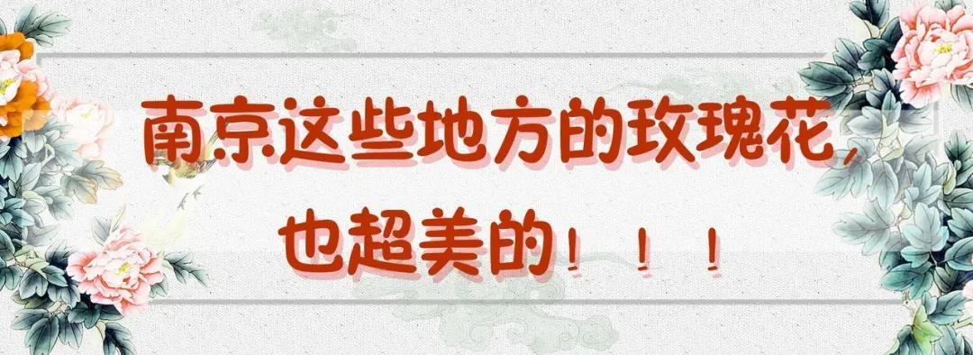 南京溧水千亩玫瑰,南京玫瑰园千亩花海迎来盛花期