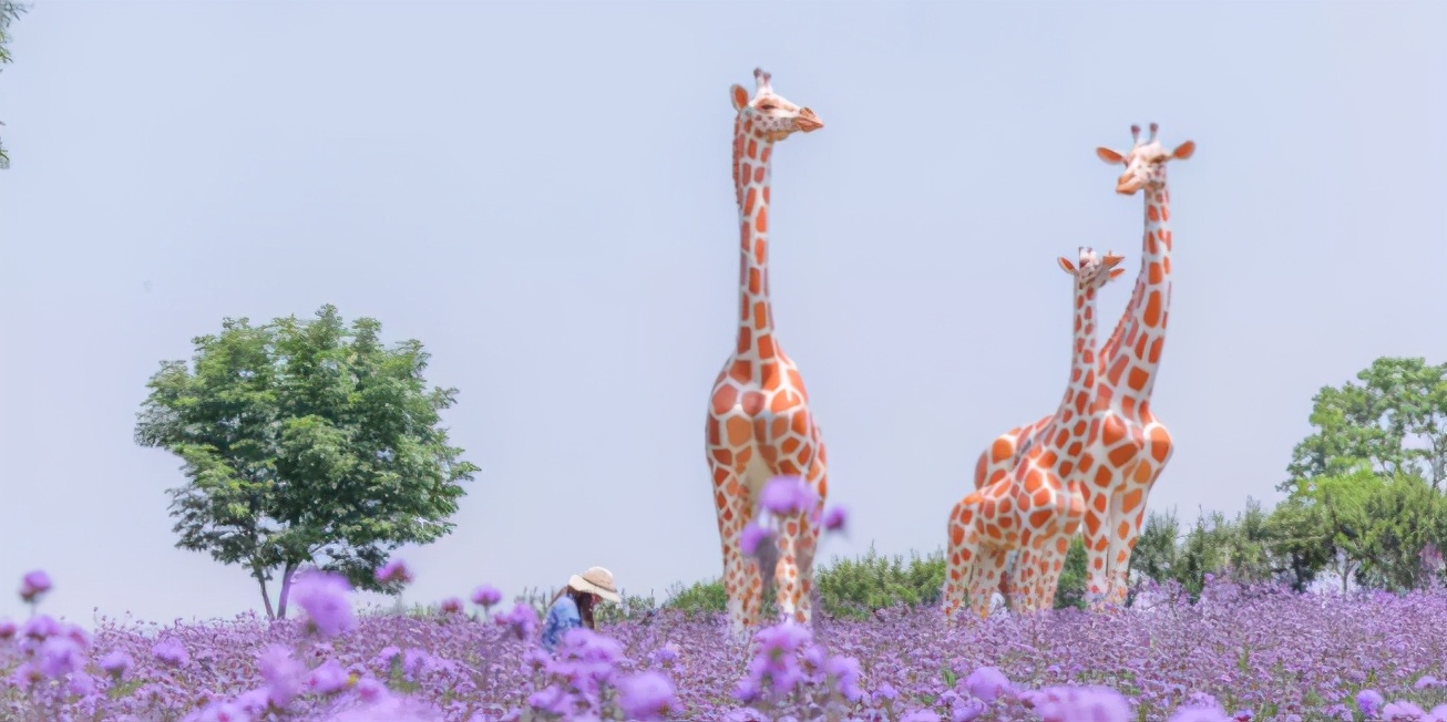 傍晚的普罗旺斯薰衣草花海,上海薰衣草花海普罗旺斯