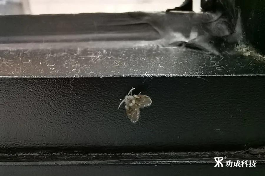 卫生间小虫子蛾蠓怎么来的,卫生间有小虫蛾蚋怎么治