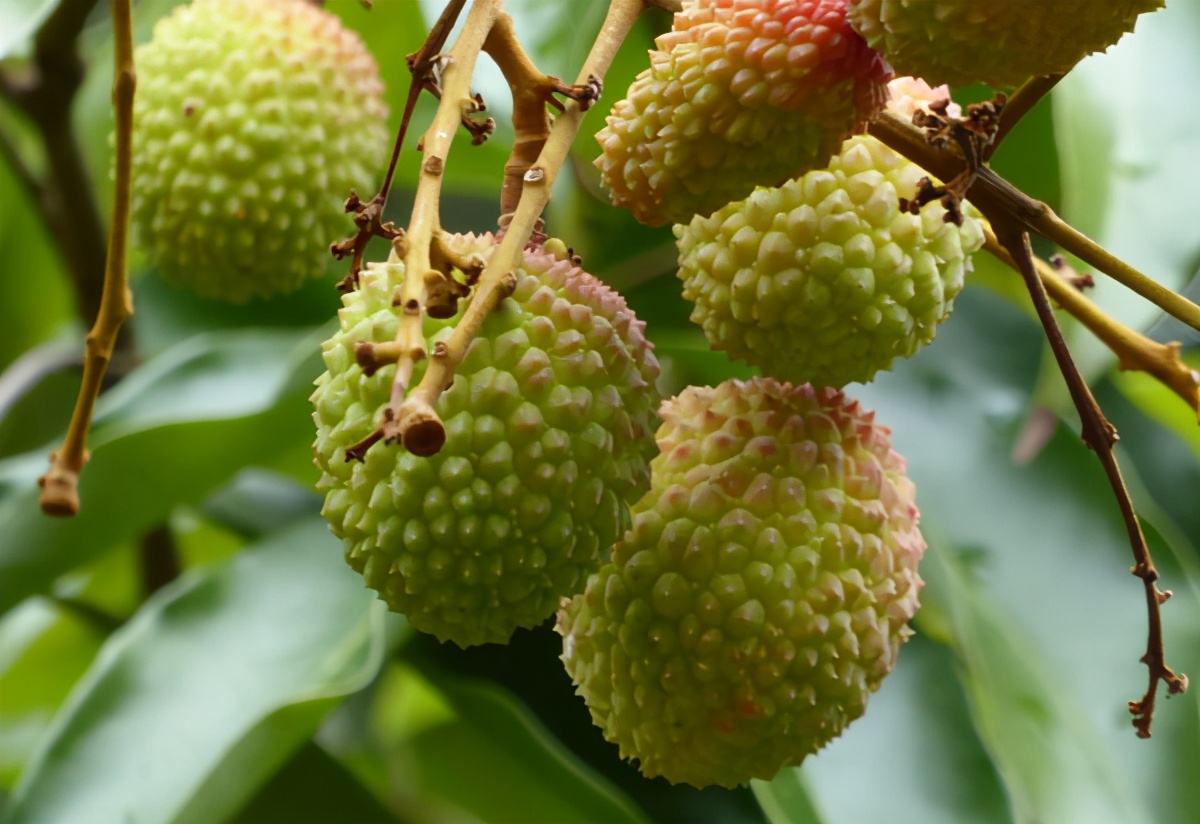 女生吃荔枝会怎样,女子吃了一斤荔枝后恶心头晕