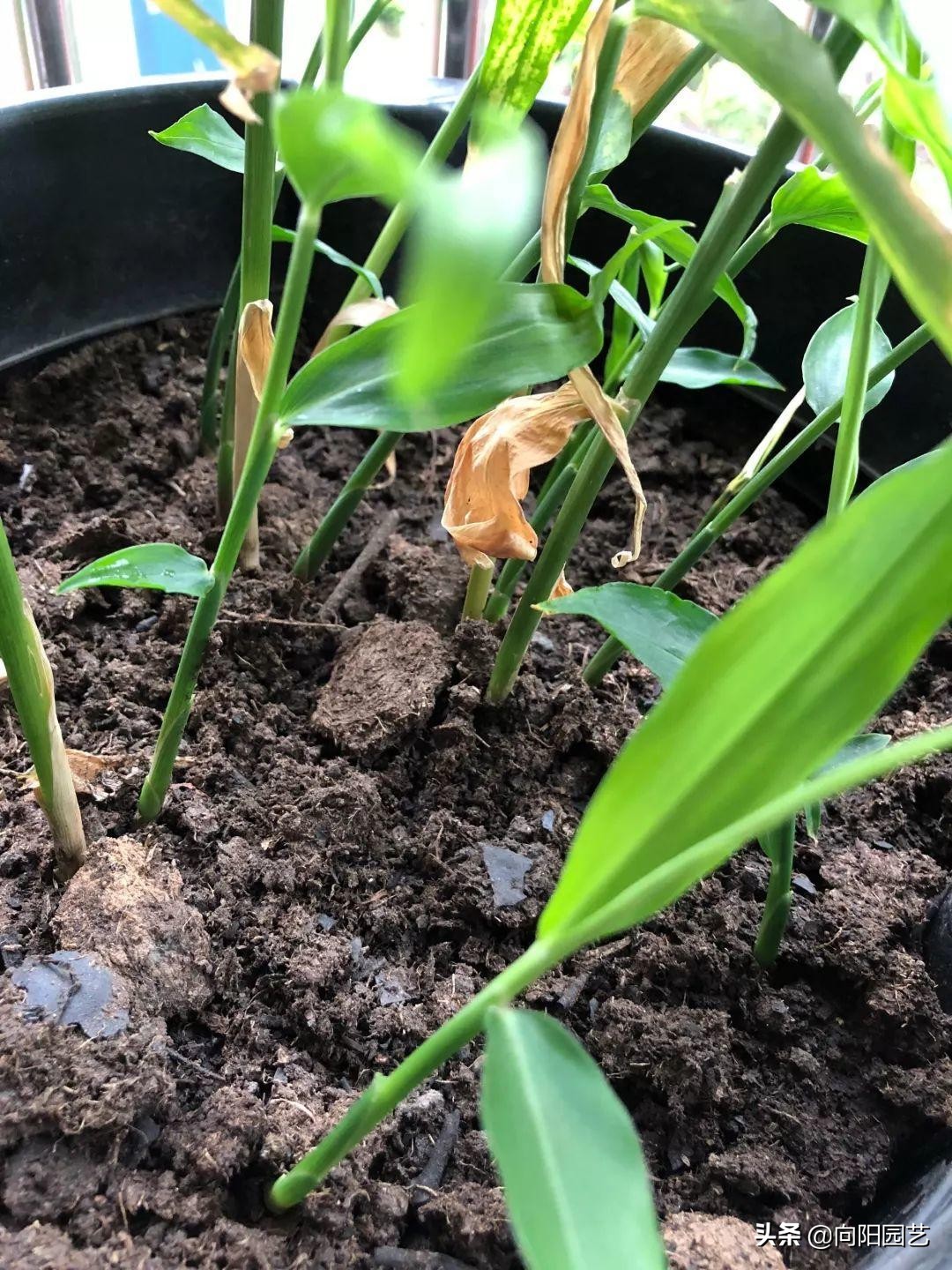 家里沙土种生姜如何施肥,露天菜园种生姜怎样遮阳