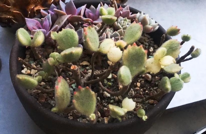 多肉室外养下雨淋了叶片怎么办,室内的多肉夏天可以放外面淋雨吗