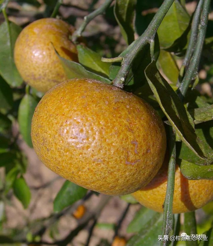 作物虫害识别大全图谱,果园物理防控虫害的方法