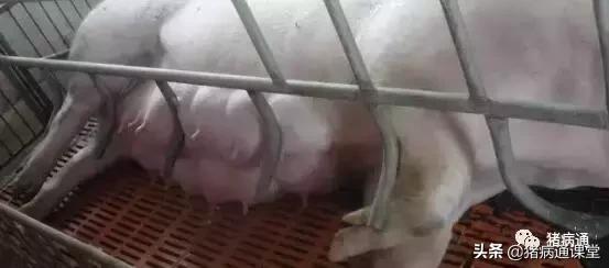 母猪初产时应注意哪些,母猪产仔的方法和注意事项