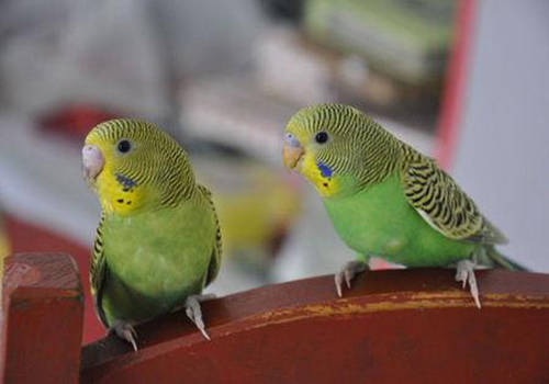 养虎皮鹦鹉的新手教程,养虎皮鹦鹉的小技巧视频