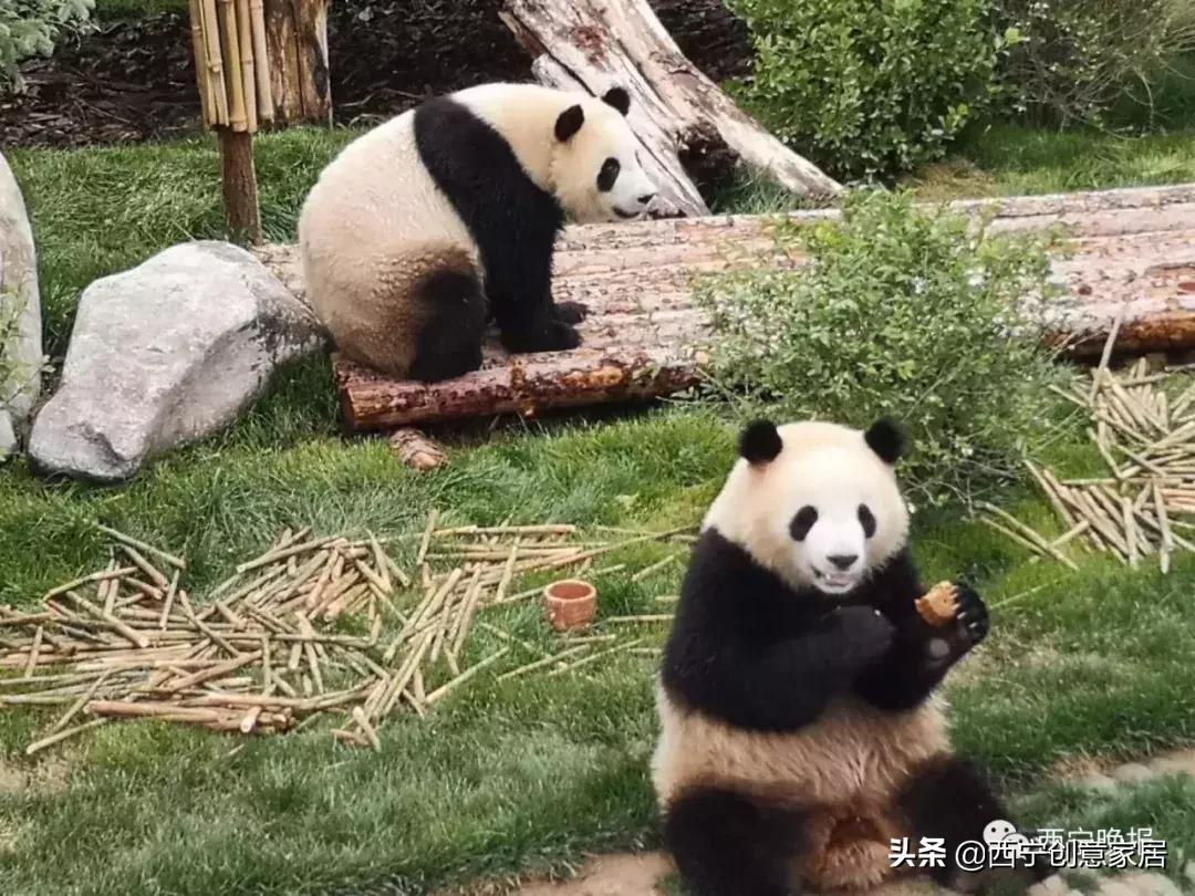 西宁熊猫馆门票可以多次进入吗,西宁熊猫馆门票多少钱