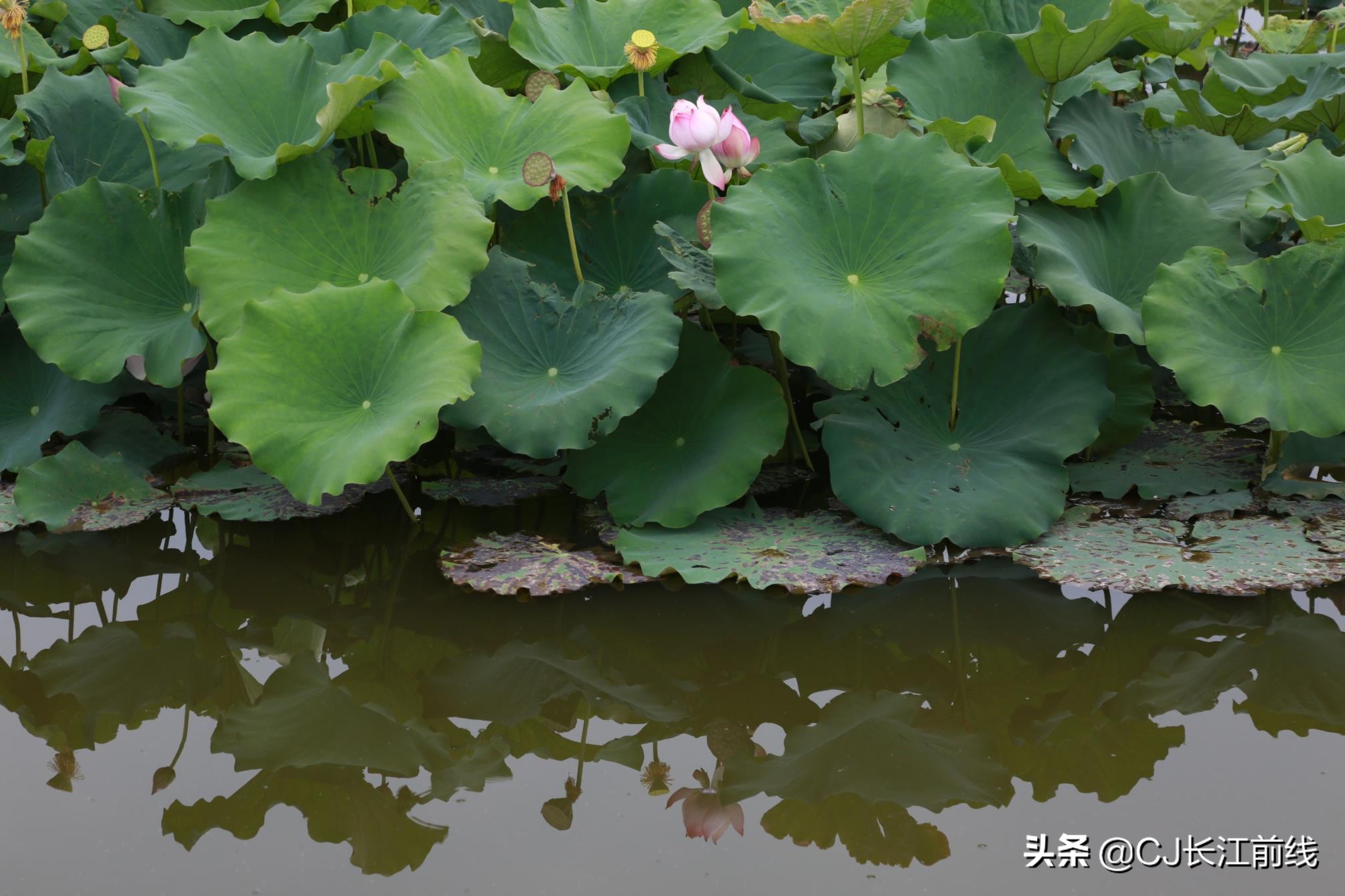 淮滨谷堆杨湾最新消息,淮滨谷堆杨湾风景