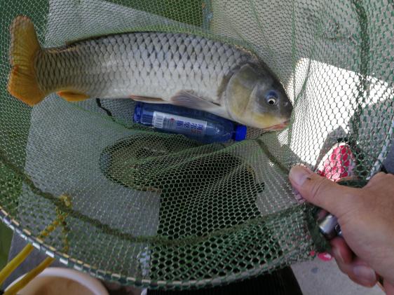 新手选鱼竿怎么选,新手怎么选鱼竿最合适