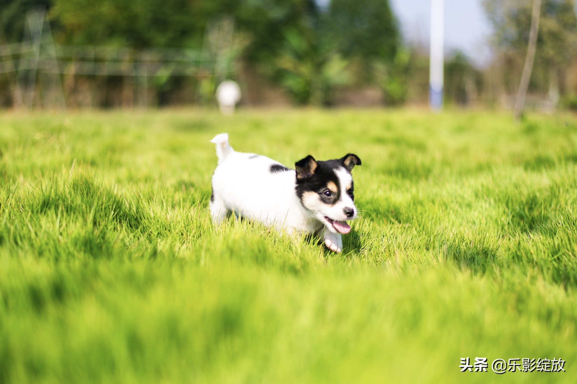 带小花狗去野外生存,带着小花去兜风