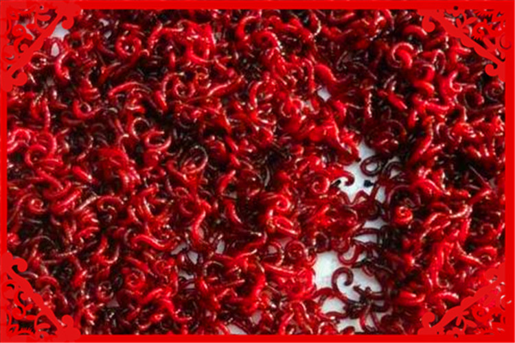 适合农村小型养殖的致富项目,农村养殖羊创业项目计划书