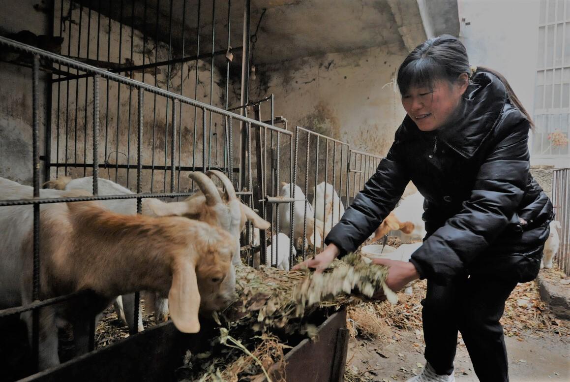 山羊养殖技术大全圈养,山羊的养殖方法和技术有哪些