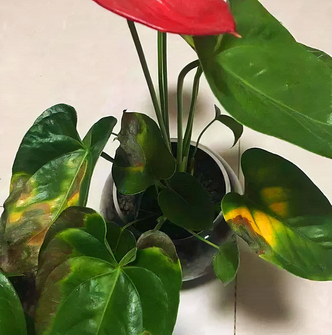 22种花耐旱耐热,天冷种花要注意什么