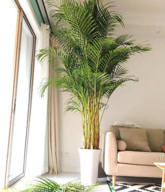 新房放哪些植物能有效吸附甲醛,甲醛克星第一名植物