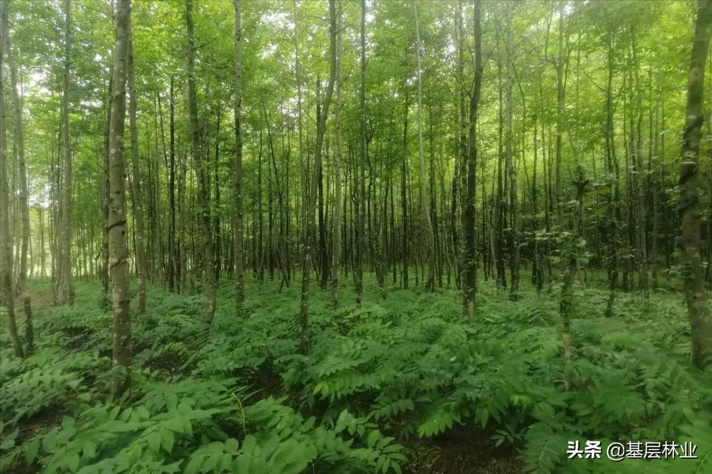 林下种植黄精需要注意什么,油茶林下种植黄精视频