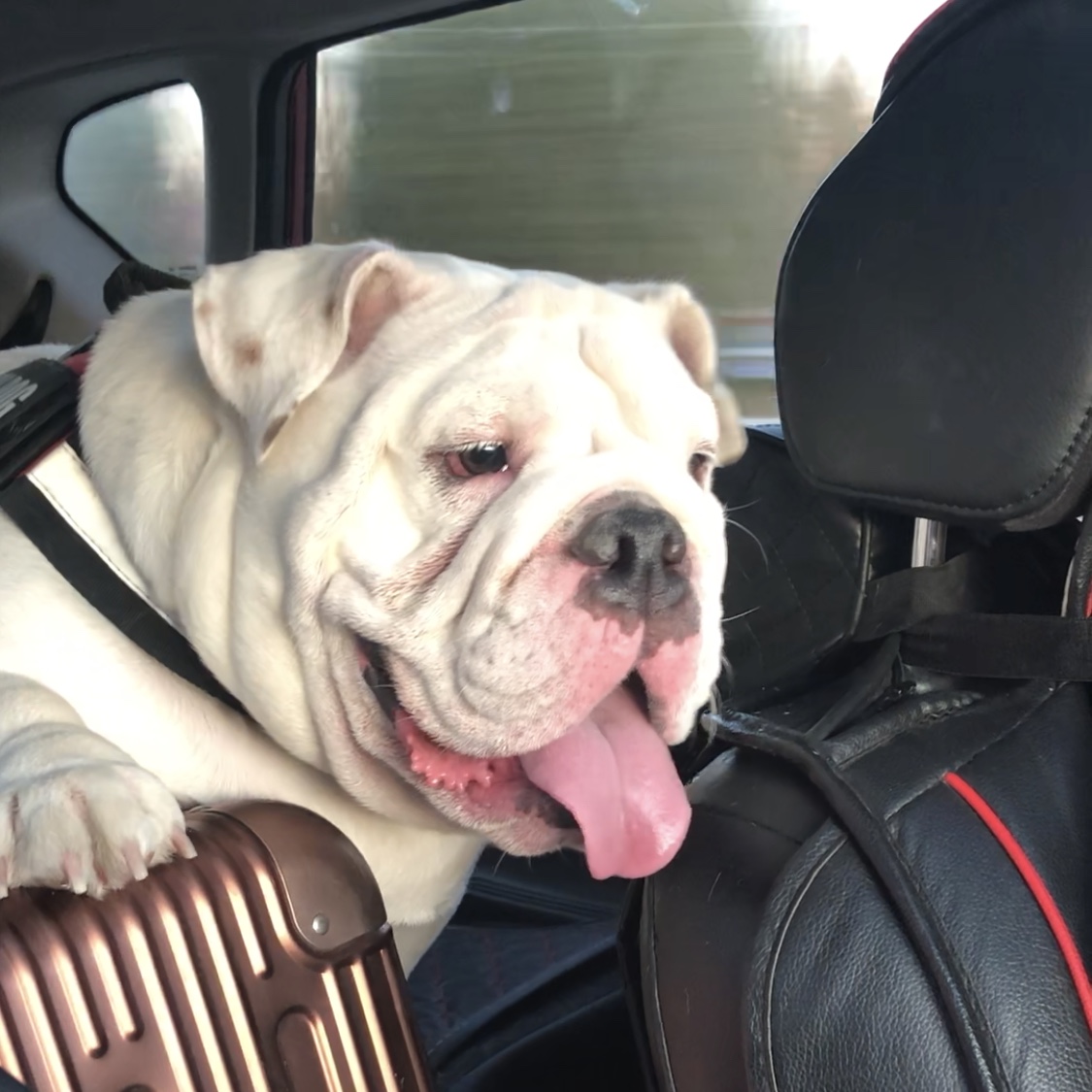 英牛分娩,英牛怀孕40天什么样