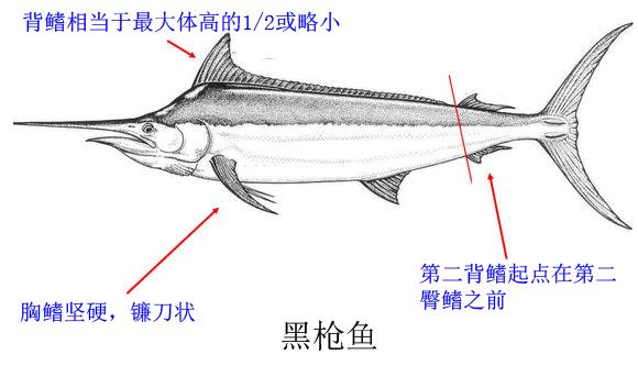 剑鱼vs旗鱼vs金枪鱼谁速度快,游得最快的海洋动物旗鱼