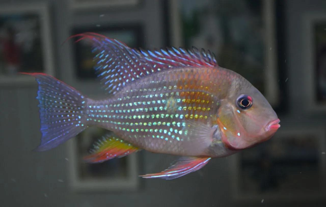 成品鱼缸上滤盒改造,制作一口鱼缸需要多少钱