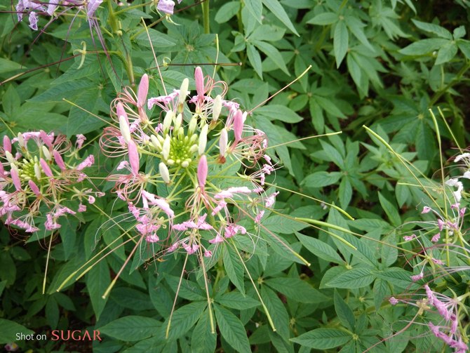 打破不同语言之间的界限糖果翻译手机S30评测