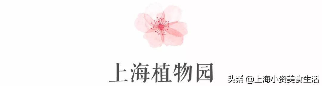 顾村公园一年一度赏樱,顾村公园赏樱点