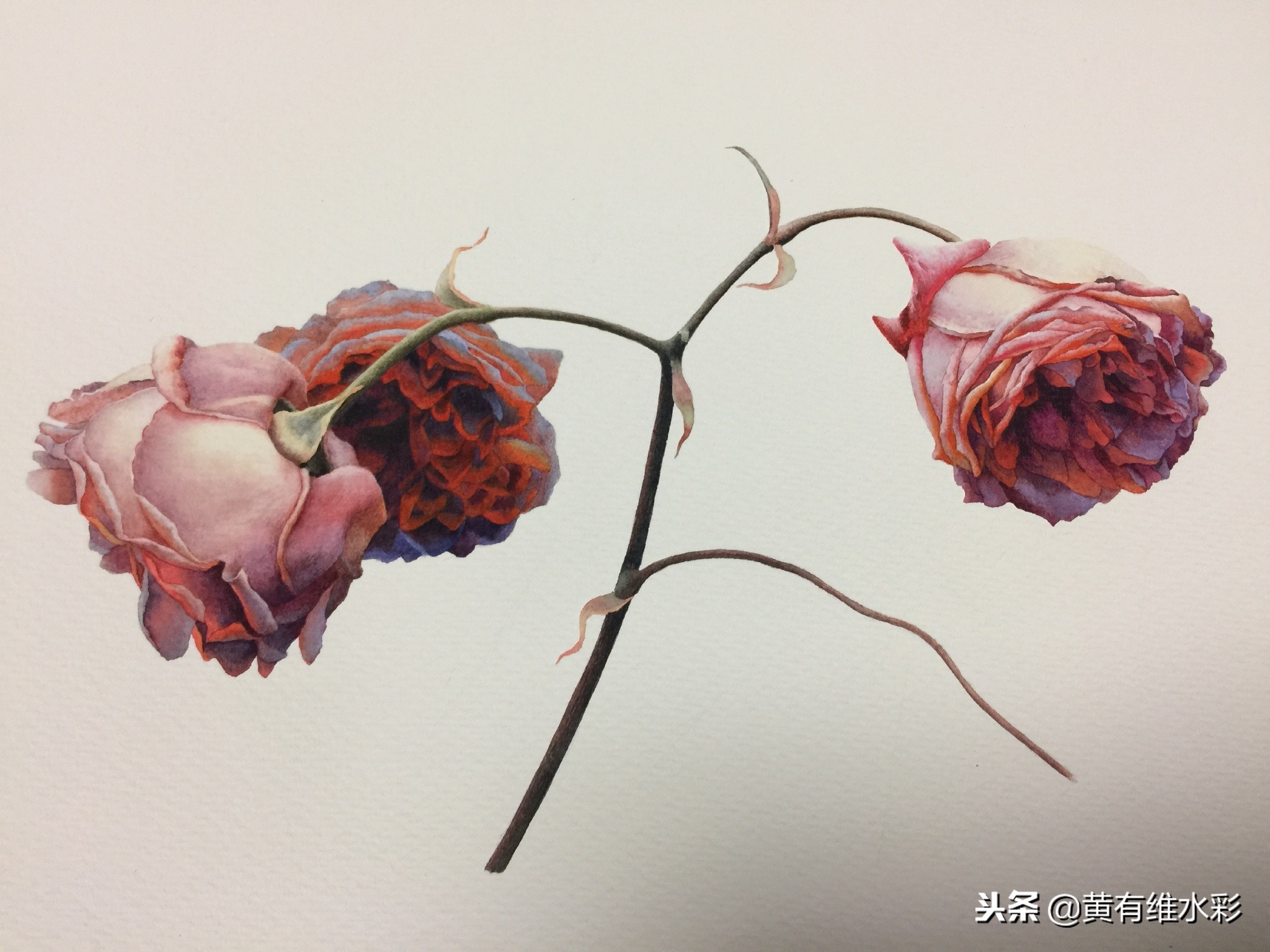 水彩教程简单好看手绘图片,水彩教程画花