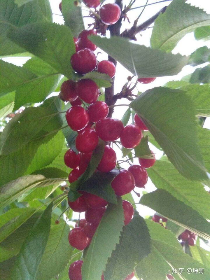 真实俄罗斯生活啥样的,俄罗斯是一个什么样的民族