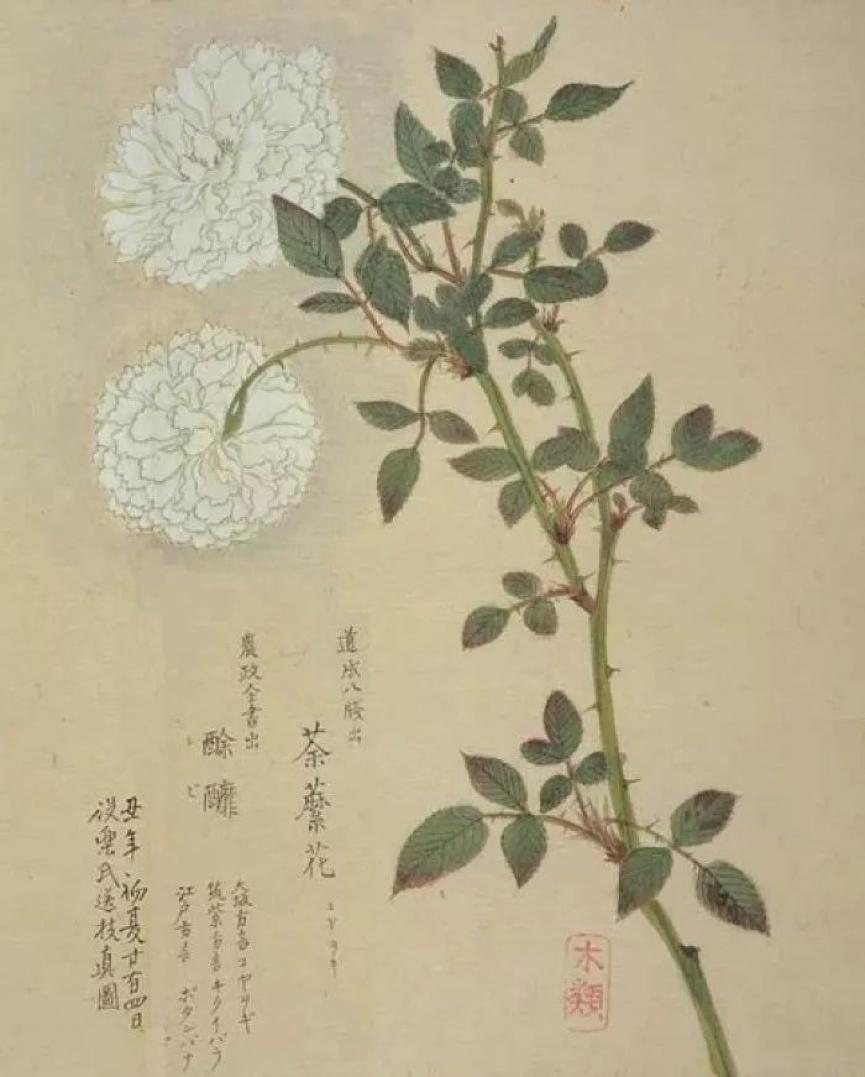 开到荼蘼唱的是什么,歌词中有开到荼蘼