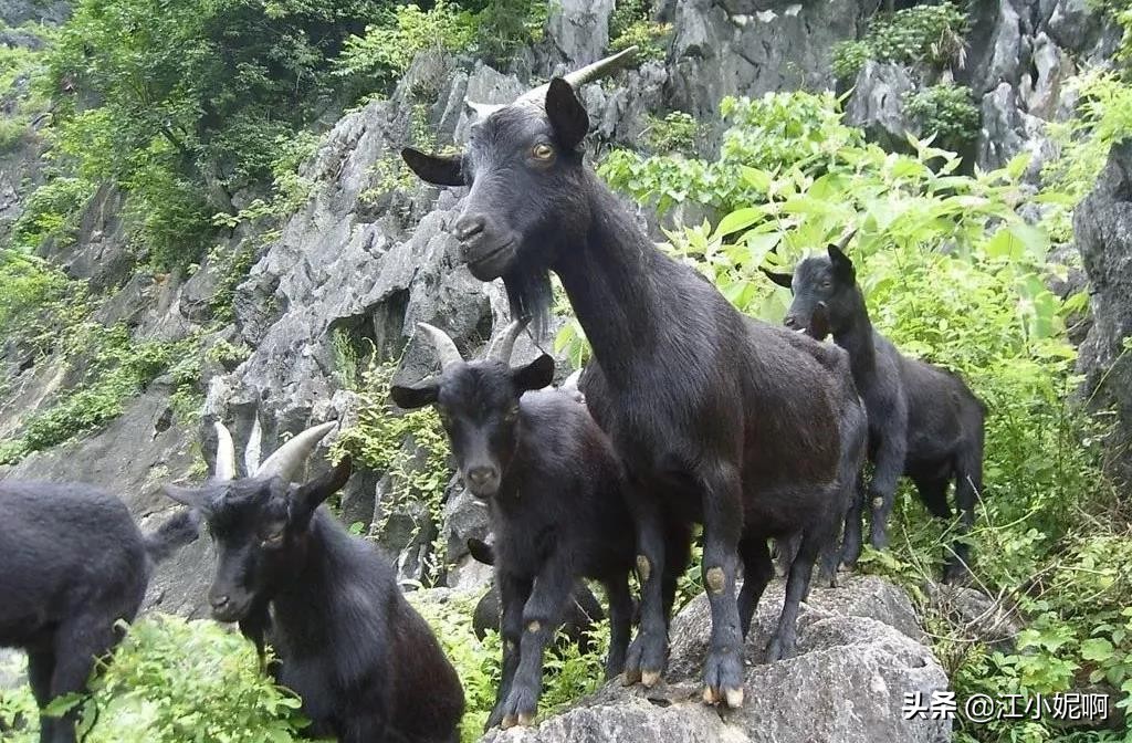2018中国横县茉莉之乡,茉莉之乡横县