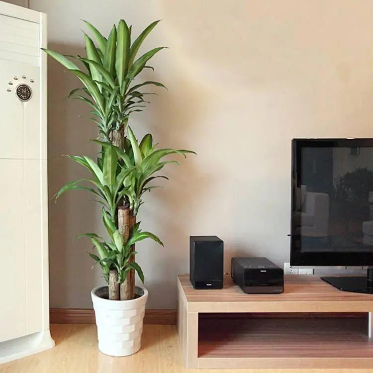 18种好养、好看、寓意超好的新家盆栽，总有一款你喜欢