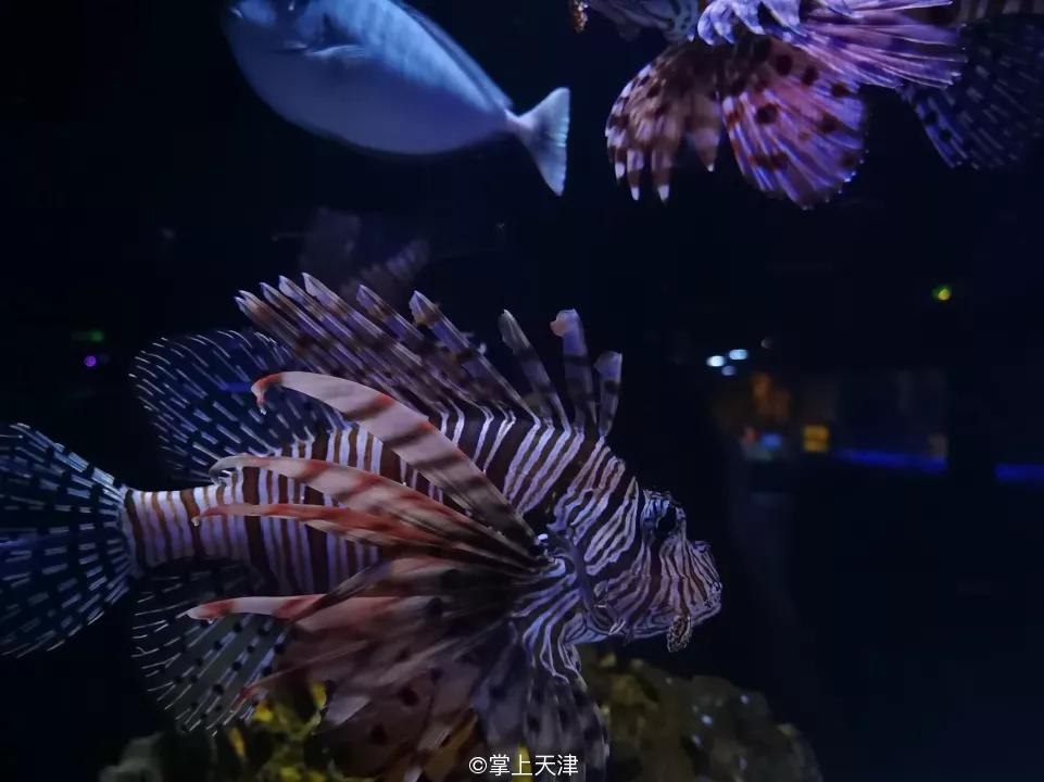 天津海昌极地海洋世界年票,天津海昌极地海洋99票价真实性