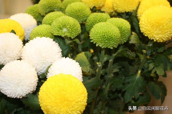 乒乓菊好美,乒乓菊需要阳光