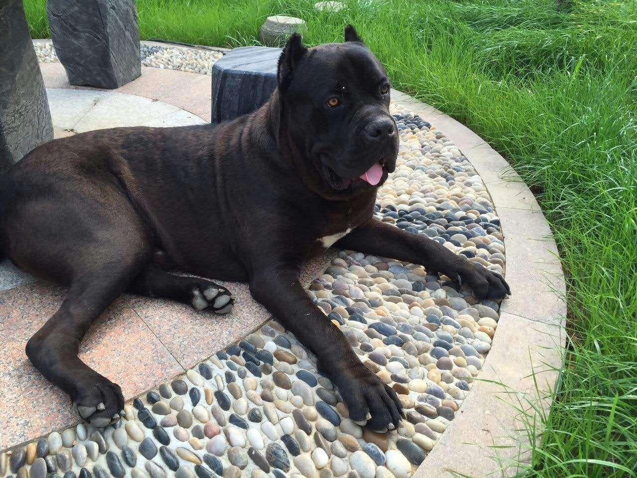 卡斯罗这么可怕吗,卡斯罗犬有多可怕